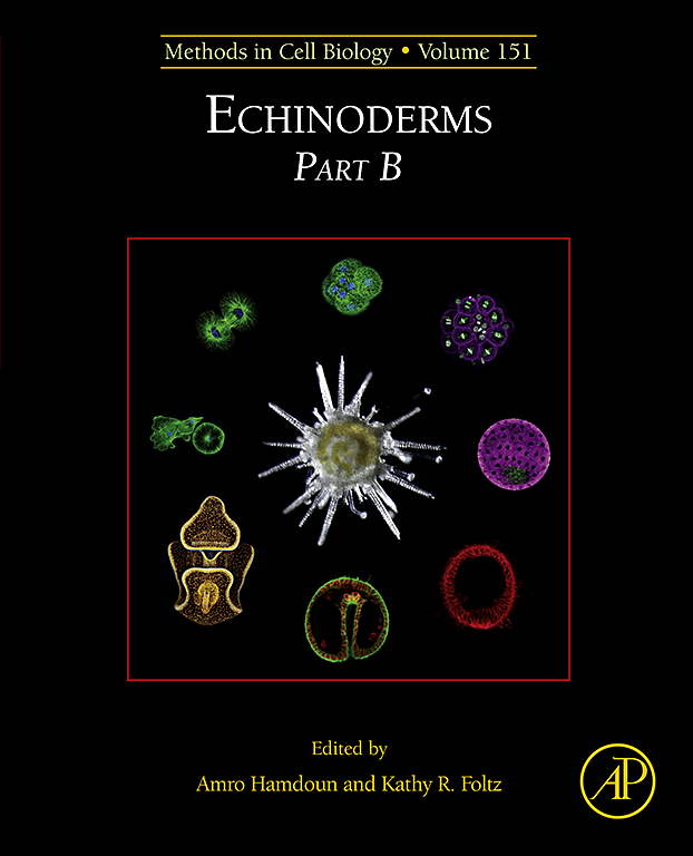 Expression of exogenous mRNAs to study gene function in echinoderm embryos