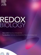 Downregulation of thioredoxin-1-dependent CD95 S-nitrosation by Sorafenib reduces liver cancer