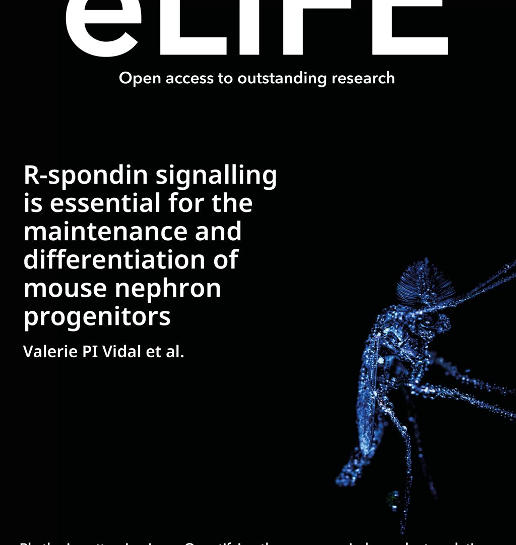 R-spondin signalling is essential for the maintenance and differentiation of mouse nephron progenitors