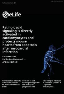 Retinoic acid signaling is directly activated in cardiomyocytes and protects mouse hearts from apoptosis after myocardial infarction