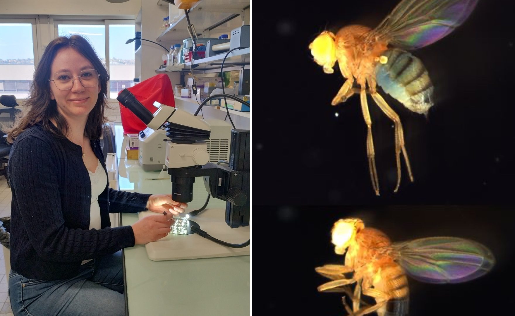 ‘Role of biological sex in feeding behavior in Drosophila’, with Laura Lavocat