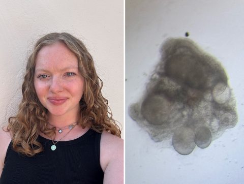 ‘Ex vivo culture of mouse embryonic gonads’, with Lauryane Dubos
