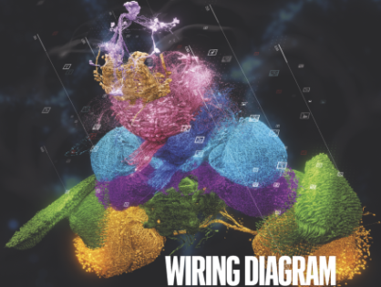 Whole-brain annotation and multi-connectome cell typing of Drosophila