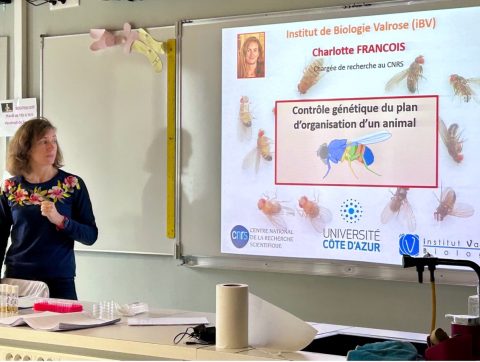 Drosophila at the Heart of the Second Session of the cordée de la réussite “From Gene to Organ” Program