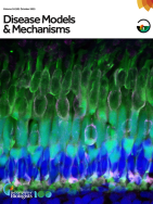 Models of Bosch-Boonstra-Schaaf optic atrophy syndrome reveal genotype-phenotype correlations in brain structure and behavior