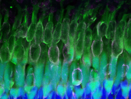 Models of Bosch-Boonstra-Schaaf optic atrophy syndrome reveal genotype-phenotype correlations in brain structure and behavior
