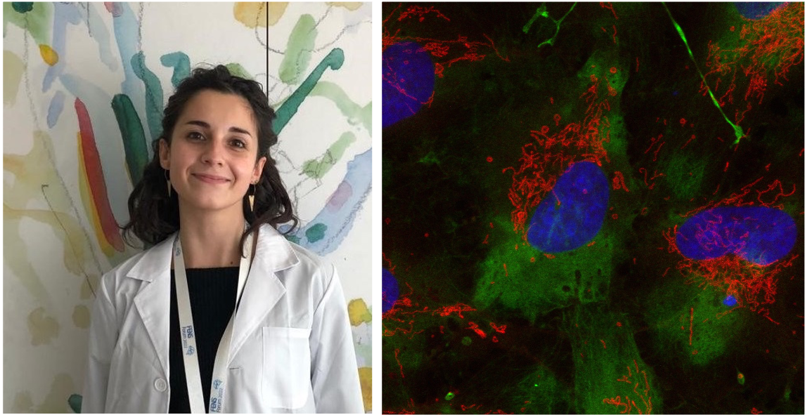 Mind the mitochondria : from Turin to Nice with Eleonora Dallorto