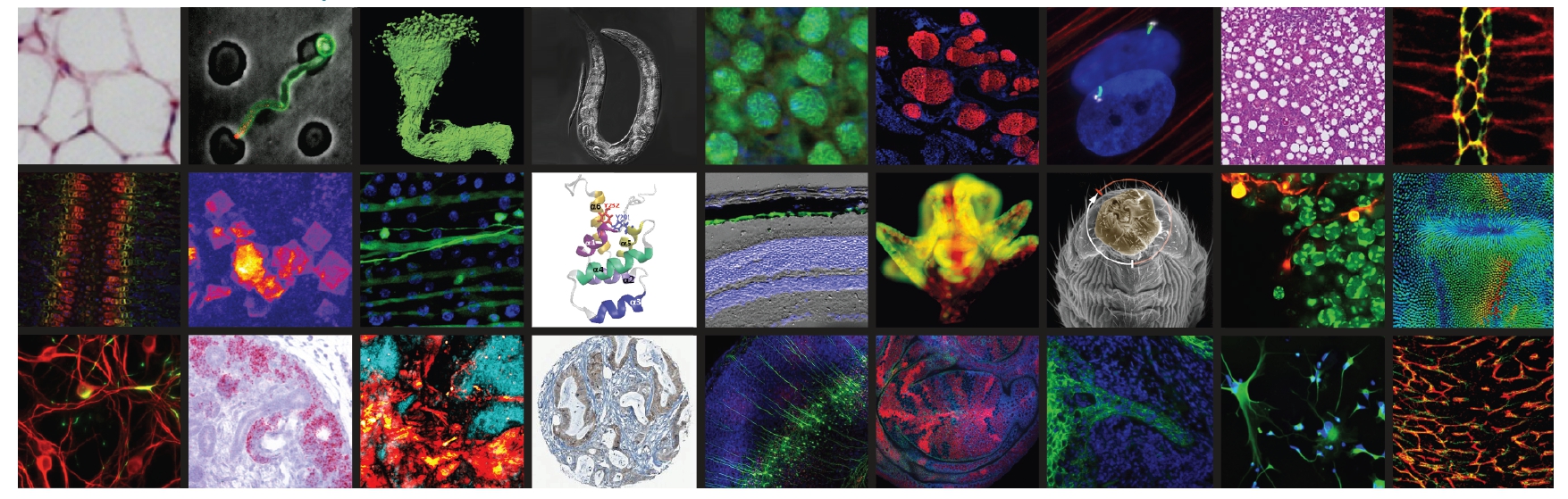 Tenure-track position on “Quantitative Approaches for the Study of Regeneration” available at the Institut de Biologie Valrose, Nice, France