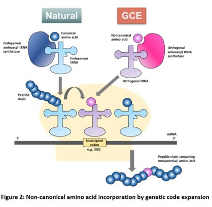 Genetic Code Expansion – IBV