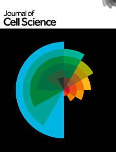 RNA-binding proteins in cell adhesion at a glance