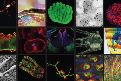Poste d’Ingénieur d’Études Inserm en Biologie des Organoïdes