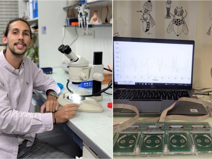 ‘How does brain laterality impact behavior in the Drosophila model?’, with Nils Ravel