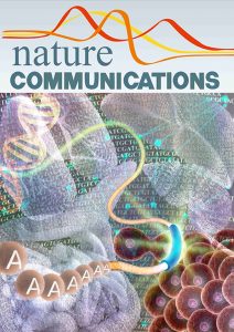 Ectoderm tensile stress controls mesoderm internalization during embryo gastrulation