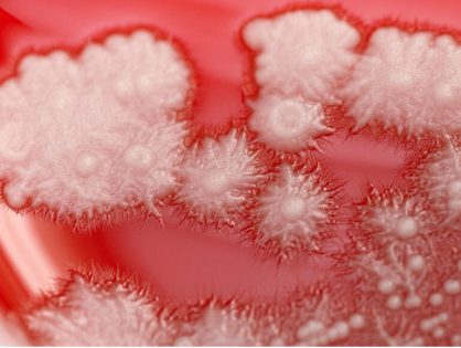 How does a yeast become a fungal pathogen? An iBV discovery highlighted by CNRS Le journal