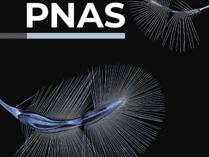 Evolution of developmental bias explains divergent patterns of phenotypic evolution in two nematode clades
