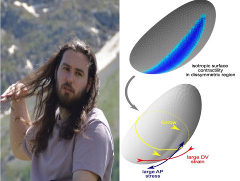 ‘Active Viscoelasticity and Shell Mechanics in Morphogenesis’, with Antoine Jallon