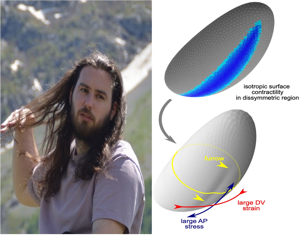 ‘Active Viscoelasticity and Shell Mechanics in Morphogenesis’, with Antoine Jallon