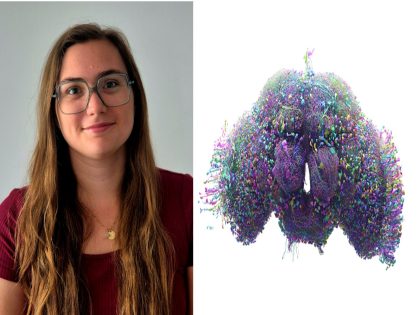 “Exploring Brain Asymmetry Through the Drosophila Connectome”, with Coralie Mouchet