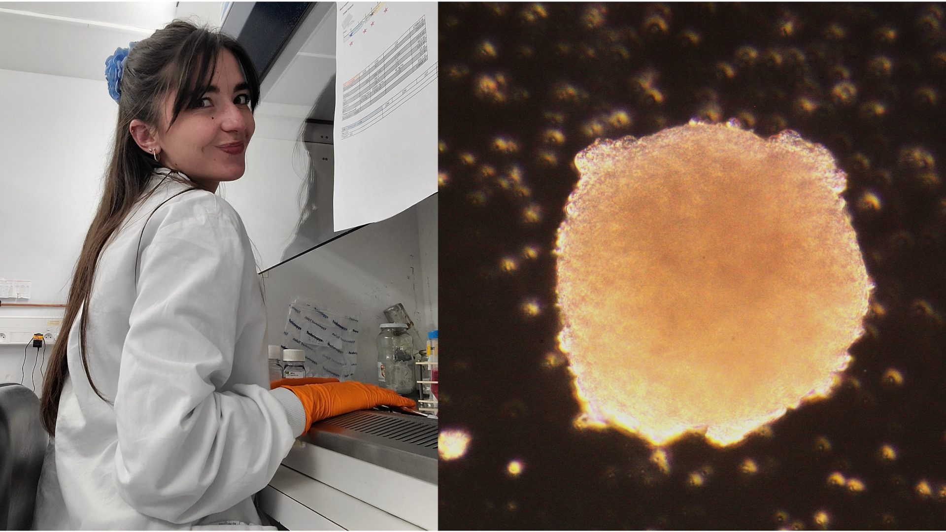 ‘Specification of adrenal steroidogenic cells in vitro’ with Melina Tedesco