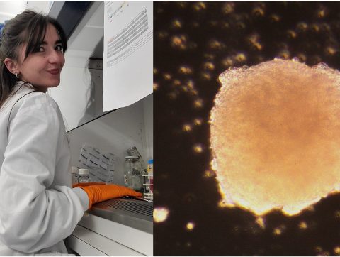 ‘Specification of adrenal steroidogenic cells in vitro’ with Melina Tedesco