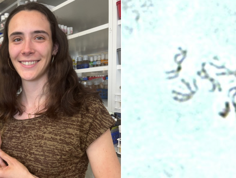 Manipulating sex chromosomes to elucidate their role in longevity with Charlene Clot