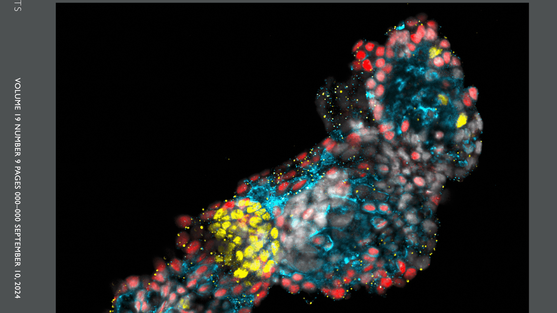 In vitro differentiation of mouse pluripotent stem cells into corticosteroid-producing adrenocortical cells