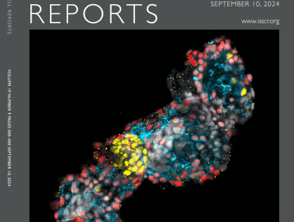 In vitro differentiation of mouse pluripotent stem cells into corticosteroid-producing adrenocortical cells