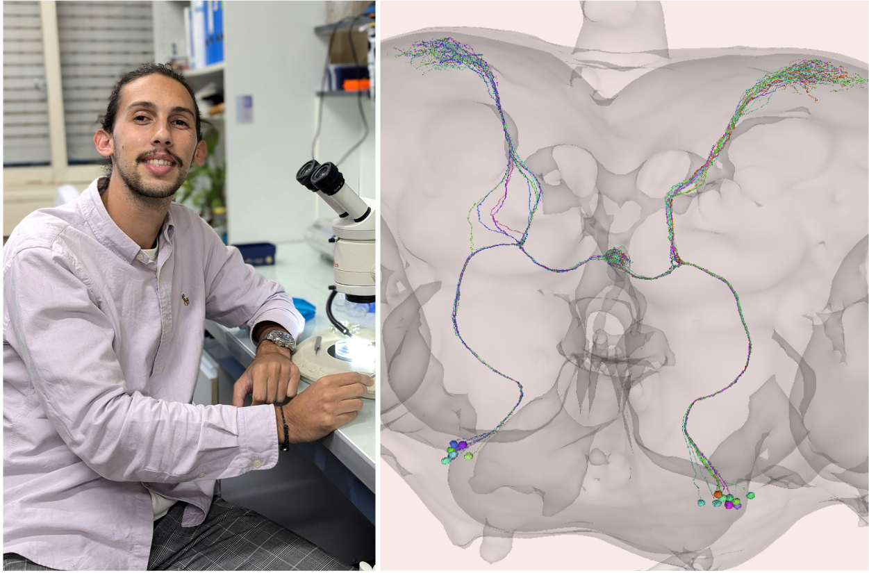 Discovering the world of brain connectomics with Nils Ravel