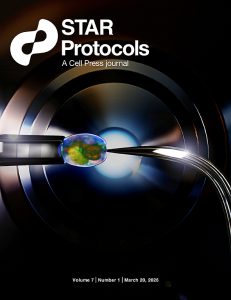 Protocol for preparation of a synaptosome-enriched fraction to profile presynaptic RNA content in adult Drosophila brains