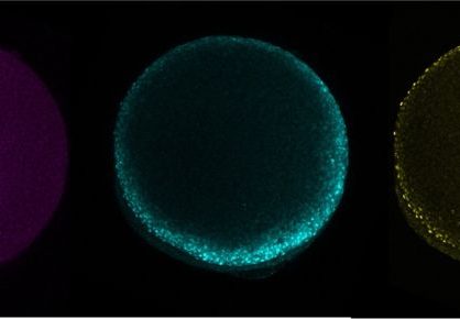 Morphogenèse : de la structure moléculaire à la biologie des systèmes