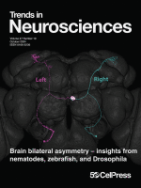 Brain bilateral asymmetry – insights from nematodes, zebrafish, and Drosophila