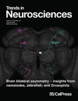 Brain bilateral asymmetry - insights from nematodes, zebrafish, and Drosophila