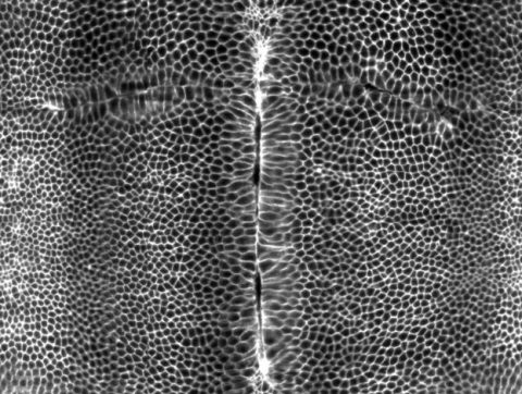Not Too Much, Not Too Little: Embryos Need Just the Right Tension to Take Shape