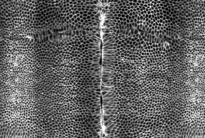 Not Too Much, Not Too Little: Embryos Need Just the Right Tension to Take Shape