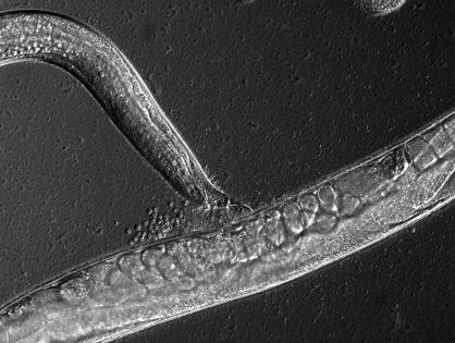 Genetic basis of sperm size in C. elegans: a role for the chromatin remodeling complex NURF-1