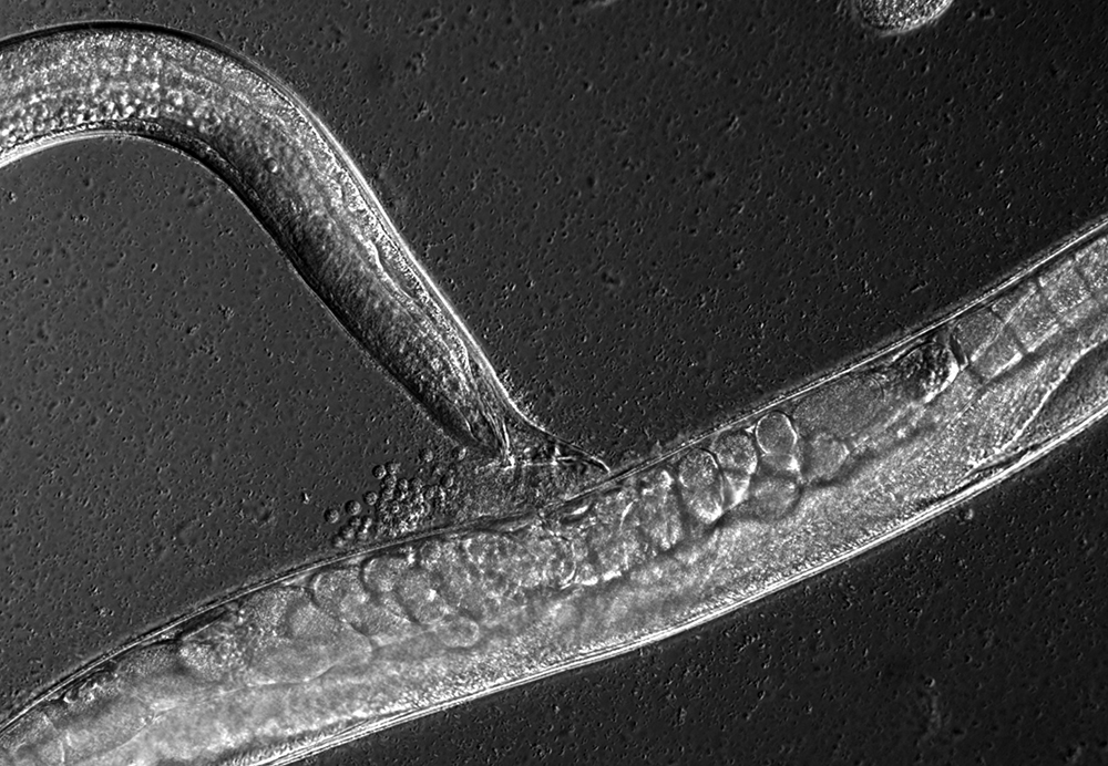 Genetic basis of sperm size in C. elegans: a role for the chromatin remodeling complex NURF-1