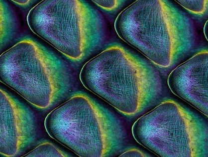 Do not miss an exciting talk from Prof. Michel Milinkovitch on patterning and patterns in morphogenesis