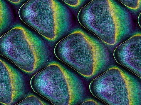 Do not miss an exciting talk from Prof. Michel Milinkovitch on patterning and patterns in morphogenesis