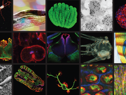 L'Institut de Biologie Valrose de Nice recrute un/e ingénieur/e (niveau IE) pour sa plateforme d'imagerie photonique