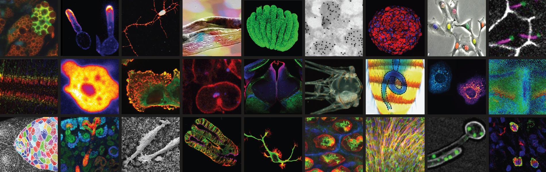 L'Institut de Biologie Valrose de Nice recrute un/e ingénieur/e (niveau IE) pour sa plateforme d'imagerie photonique