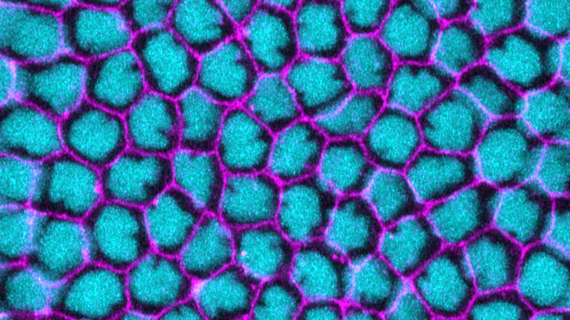 Nuclear position takes central stage in tissue morphogenesis